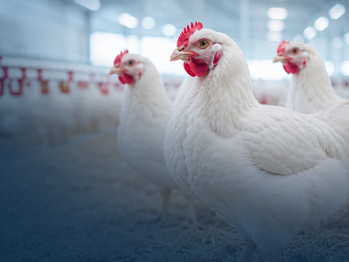 Poultry products