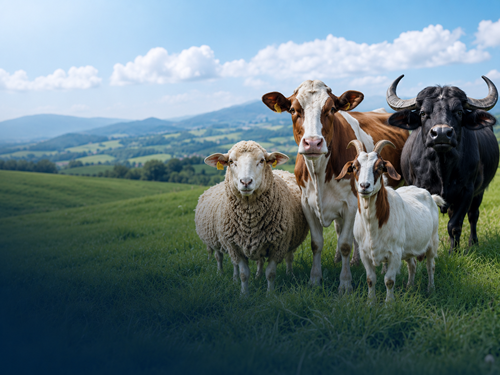 Ruminant products