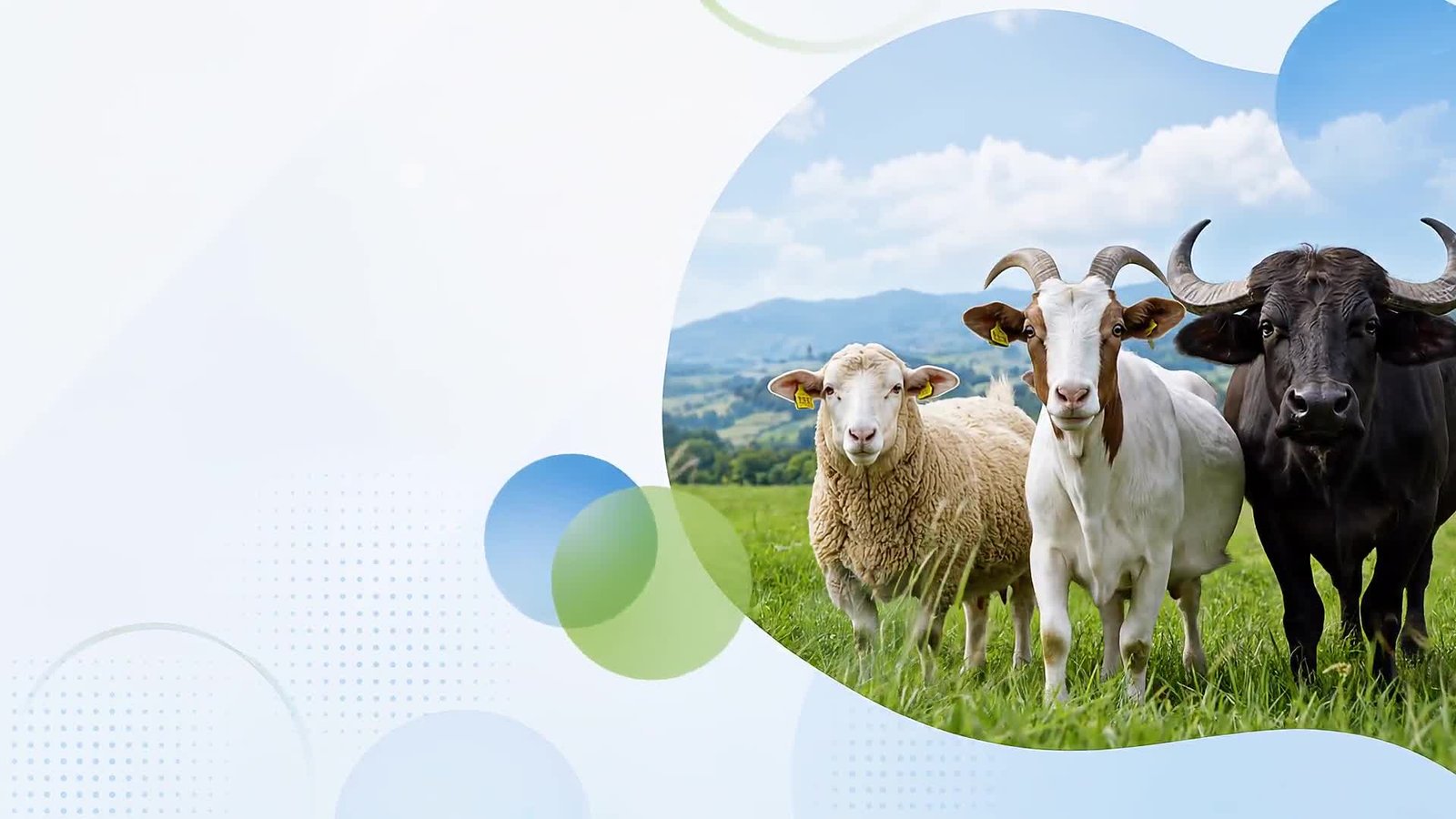 Healthy cattle, sheep and goat in a green pasture