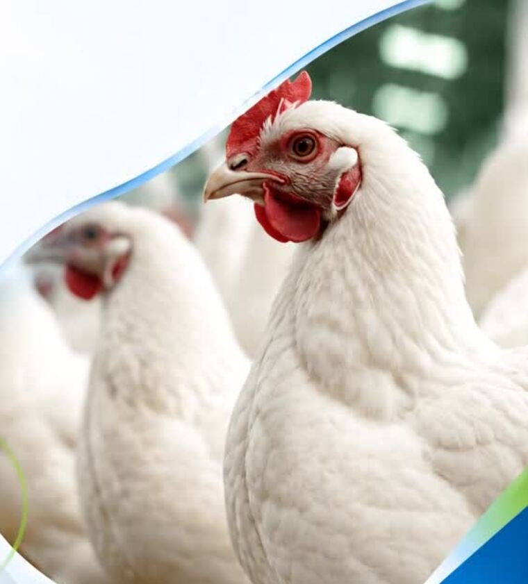 Poultry health best practices