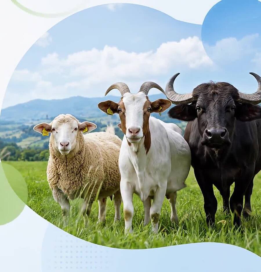 Healthy livestock — sheep, goat and buffalo in a green field
